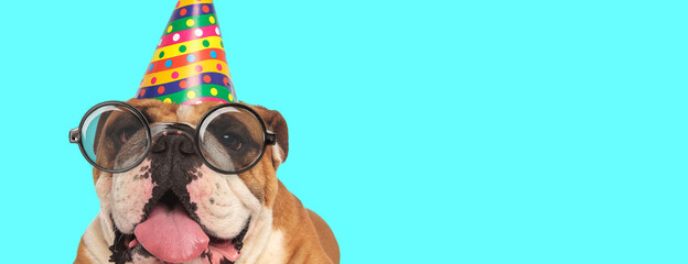 Wall Mural - cute English Bulldog dog wearing birthday hat with eyeglasses