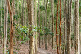 Fototapeta Sypialnia - Trees surrounded by grass in Australian forrest green