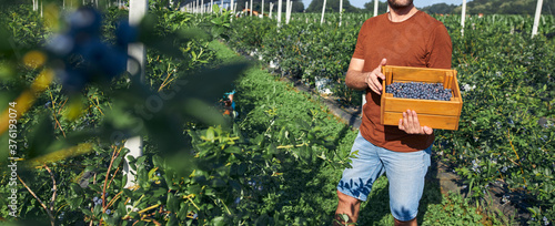Fotografía Farmer working and picking blueberries on a organic farm - modern business concept