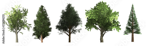 Photographie arboles de distintas especies aislados sobre un fondo blanco