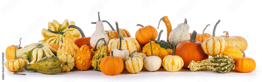 Many pumpkins isolated on white - obrazy, fototapety, plakaty 