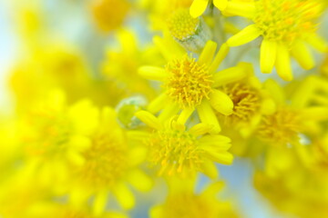 Sticker - beautiful yellow flower wallpaper background, macro flower and defocused