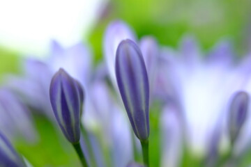 Sticker - beautiful blue flower wallpaper background, macro flower and defocused