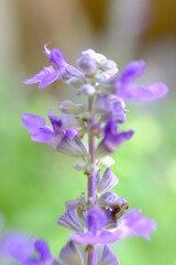 Sticker - beautiful blue flower wallpaper background, macro flower and defocused