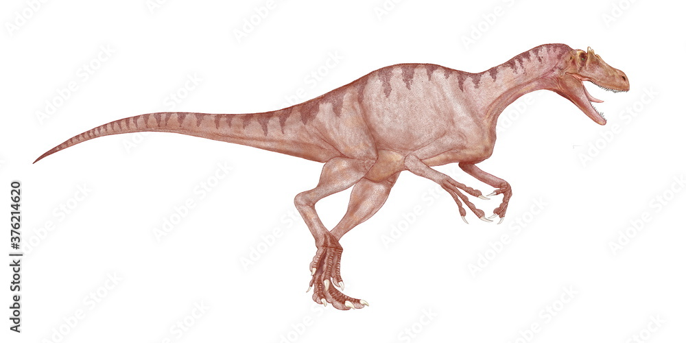 デルタドロメウス　肉食恐竜　白亜紀後期の初め頃北西アフリカに生息した。体長は8メートルほどの大型であったが、細身で動作は素早く、軽量のため足は速かったと思われる。頭骨は発見されておらず、アロサウルス以上に特殊な頭部の鶏冠状の突起はあったかどうか不明。魚食であったスピノサウルスや大型の植物食性であったカルカロドントサウルスと異なり、俊敏な小型の爬虫類を餌にしていたのではないかとされる。 - obrazy, fototapety, plakaty 