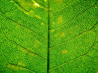 close-up of green leaf