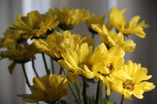 Bouquet Of Yellow Chrysanthemums Close Up