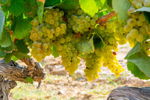 Ripe White Wine Grapes Using For Making Rose Or White Wine Ready To Harvest On Vineyards In Cotes  De Provence, Region Provence, South Of France