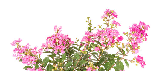 crepe myrtle flowers isolated on white