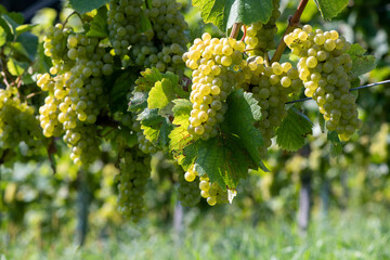  Nahaufnahme weiße Weintrauben am Weinstock in einem Weinberg kurz vor der Weinlese