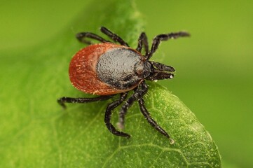 wood tick