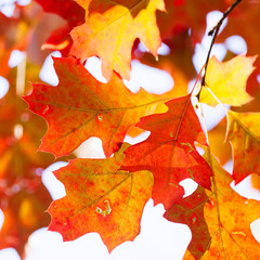 Canvas Print - Autumn leaves background. Red oak tree branch with colorful yellow orange brown leaves. Beautiful foliage, seasonal fall wallpaper