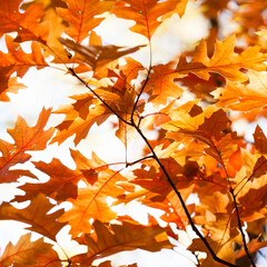 Canvas Print - Autumn background with red oak tree foliage branch. Bright fall leaves close-up. Beautiful colorful autumn nature forest