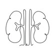 continuous one line drawing of Human kidneys illustration. Vector hand drawn style design for health and medical concept