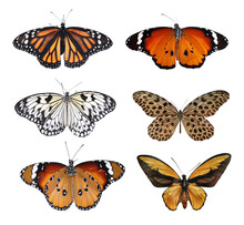 Set Of Beautiful Butterflies On White Background