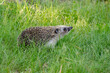 hedgehog close-up in green grass