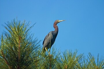 Heron sitting in a tree