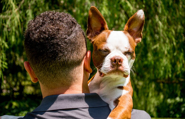 adorable brindle Boston terrier puppy with eyes closed sleeping on the shoulder of a Hispanic man on a sunny day