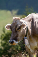 Close Up Brown Cow in Field in Swiss Alps