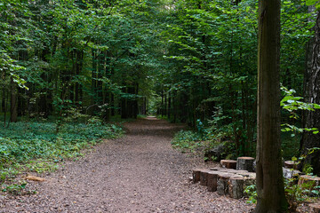 path in the forest