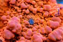 Beautiful Mushroom Sps Coral In Coral Reef Aquarium Tank. Macro Shot. Selective Focus.