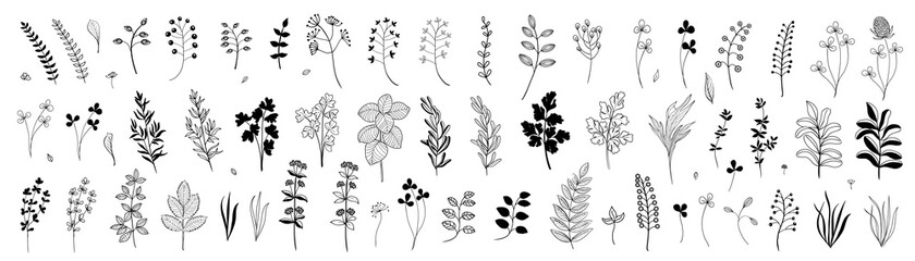 Wall Mural - set of hand drawn plants, leaves, flowers. silhouettes of natural elements for seasonal backgrounds,