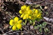 Rannik zimowy (Eranthis hyemalis), jeden z najwcześniej kwitnących wiosną kwiatów