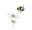 illustration of an insect striped bumblebee sits on a white chamomile flower, close-up on a white background