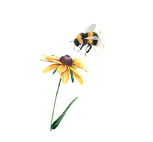 Illustration Of A Striped Bumblebee Insect Sitting On A Yellow Chamomile Flower, Close-up On A White Background