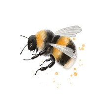 Illustration Of A Striped Bumblebee Insect, Close Up On A White Background