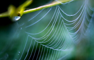 Spider web on a cool morning. Dew covered strands hang from a plant stem with shallow depth of field. Macro shot. 