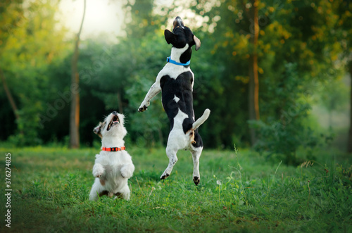 Fotomural jack russell terrier funny dog lovely portrait walk in nature