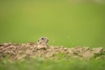 Wall Mural - european ground squirrel moving on the meadow. skillful squirrels. european wildlife nature. squirre