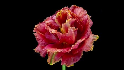 Wall Mural - Beautiful pink striped colorful tulip flower blooming on black background. Timelapse. 4K