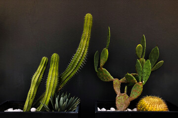 Wall Mural - Cacti growing in the pot with black background