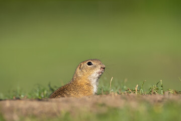 Wall Mural - european ground squirrel moving on the meadow. skillful squirrels. european wildlife nature. squirre