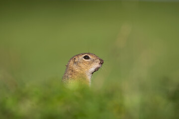 Wall Mural - European ground squirrel moving on the meadow. Skillful squirrels. European wildlife nature. Squirrel near the burrow. Hungry squirrel eating near the burrow.