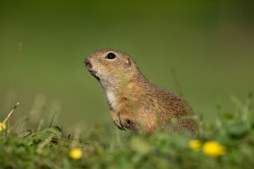 Wall Mural - european ground squirrel moving on the meadow. skillful squirrels. european wildlife nature. squirre