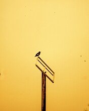 A Low Angle Shot Of A Lonely Bird Sitting On A Pole And Gazing At Nature Around Her.