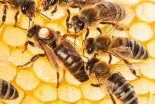 The Queen (apis Mellifera) Marked With Dot Is Laying Eggs And Bee Workers Around Her - Bee Colony Life