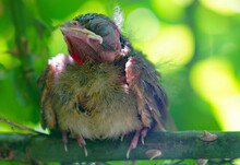 A Fledgling Northern Cardinal Chick Bird Standing By The Nest