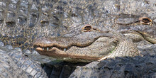 Close Up Of The Toothy Smile Of One American Alligator, Camouflaged Among Many Gray, Gnarly, Textured Bodies Of Multiple Gators, In Florida, USA