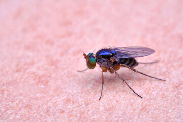 Diptera, Dolichopodidae long legged fly