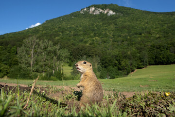 Wall Mural - european ground squirrel moving on the meadow. skillful squirrels. european wildlife nature. squirre
