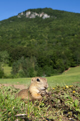 Wall Mural - european ground squirrel moving on the meadow. skillful squirrels. european wildlife nature. squirre