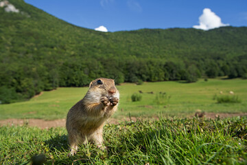 Wall Mural - european ground squirrel moving on the meadow. skillful squirrels. european wildlife nature. squirre