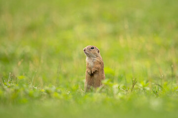 Wall Mural - European ground squirrel moving on the meadow. Skillful squirrels. European wildlife nature. Squirrel near the burrow. Hungry squirrel eating near the burrow.