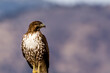 Red tail hawk in Sierra Valley, Plumas County USA