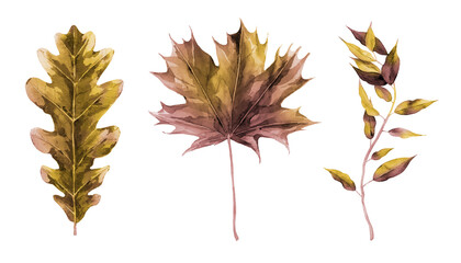 dried autumn maple and oak foliage. botanical set. watercolour illustration isolated on white.