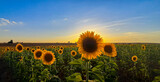 Fototapeta Kwiaty - Sunflower field at sunset in Spain.